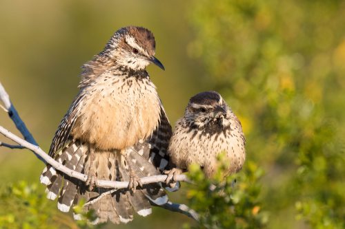 Cactus wrens