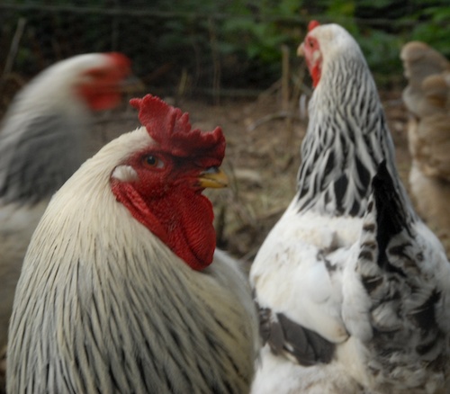 chickens (3)